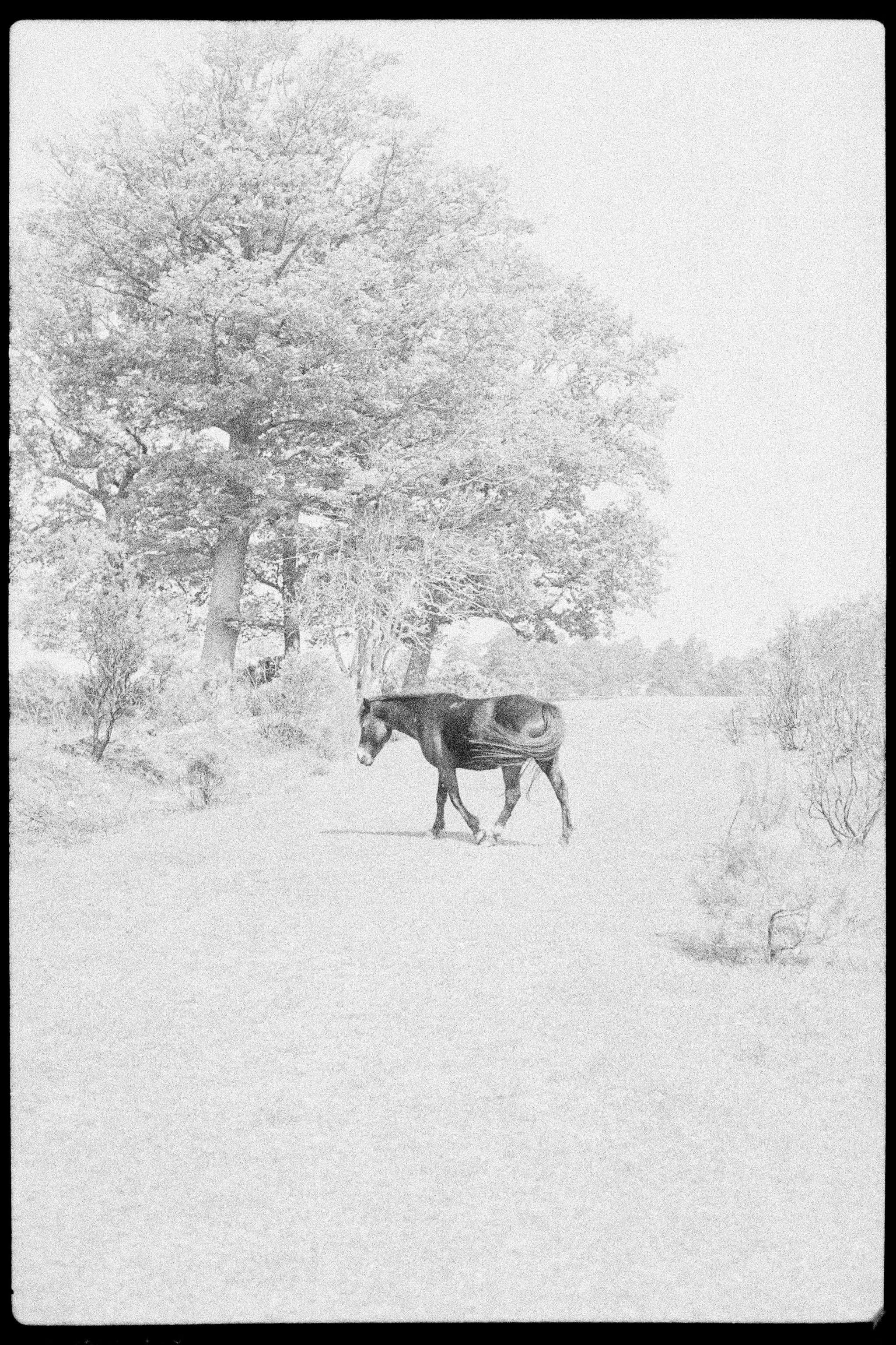New Forest. Canon FTb. Ilford HP5 Plus self-developed and scanned.